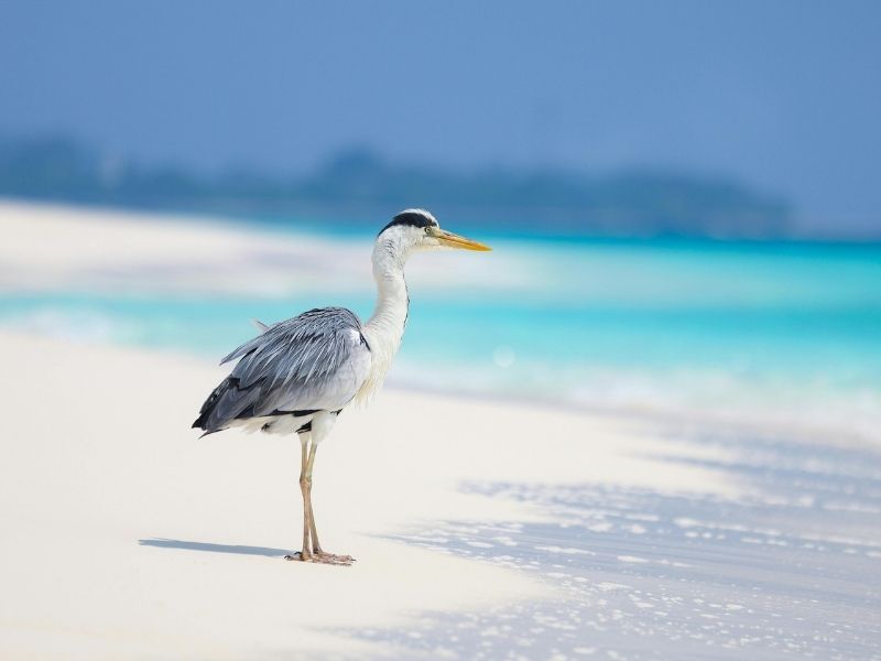 <p>uccello Maldive</p>